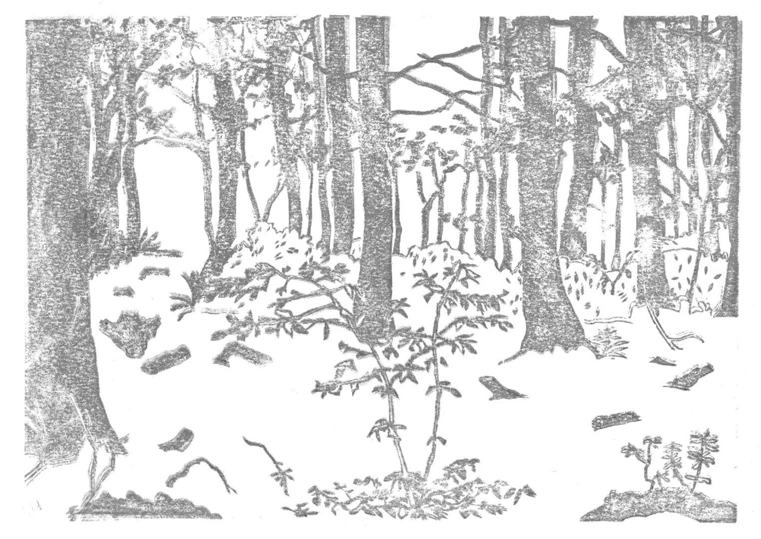 6FORET2019 (4)